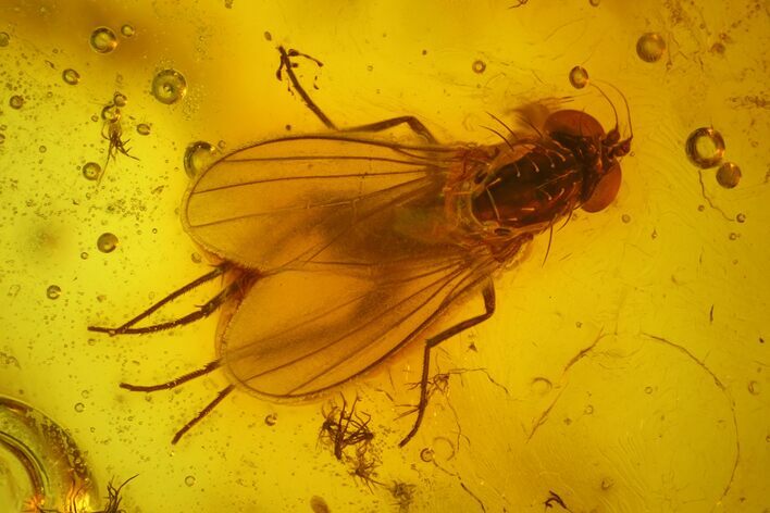 Fossil Fly (Diptera) In Baltic Amber #183603